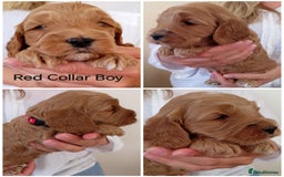 Cockapoo dogs for sale: Stunning F1 Red Miniature - Health Tested Parents - Image 5