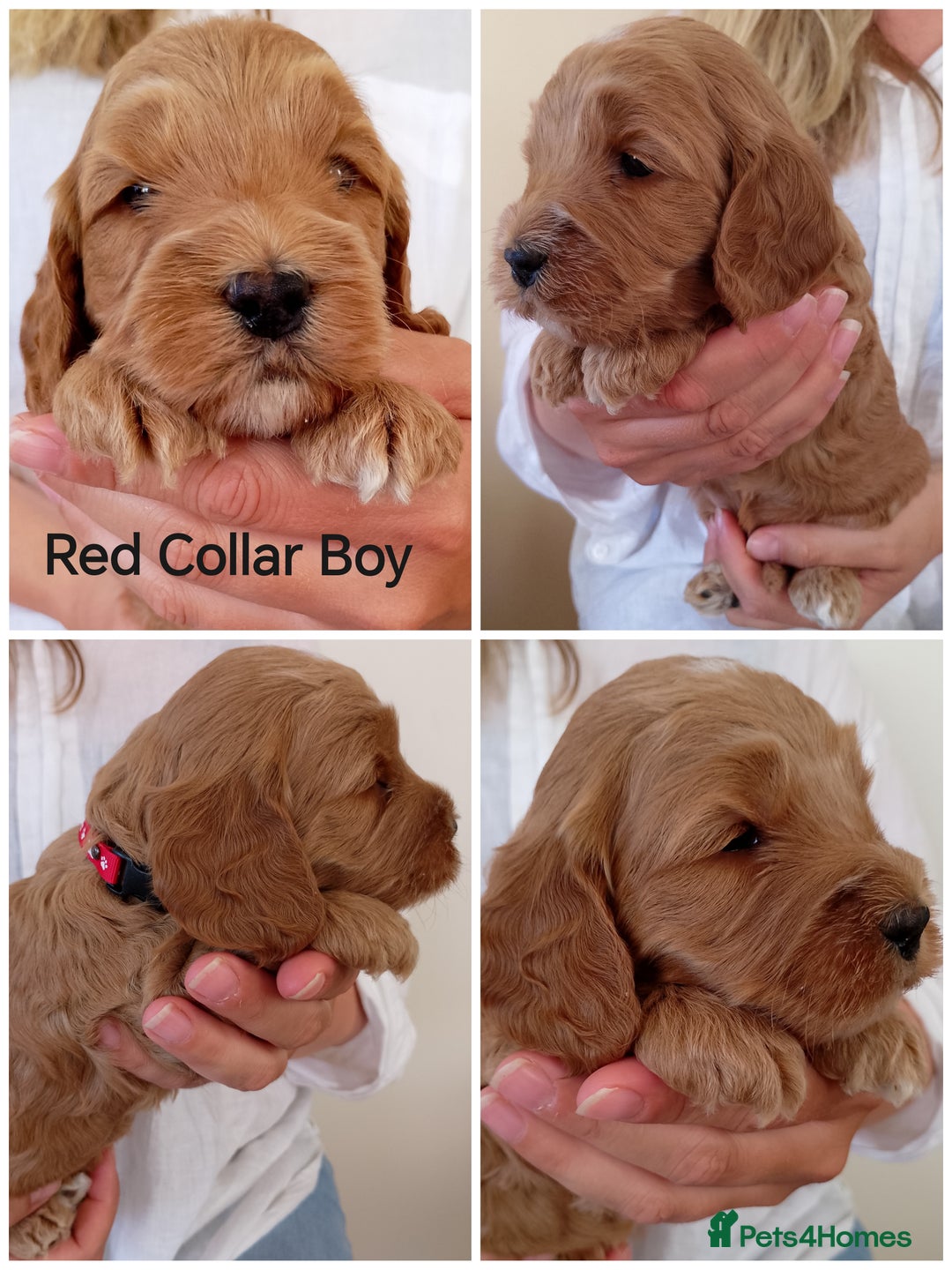 Cockapoo dogs for sale: Stunning F1 Red Miniature - Health Tested Parents - Image 5