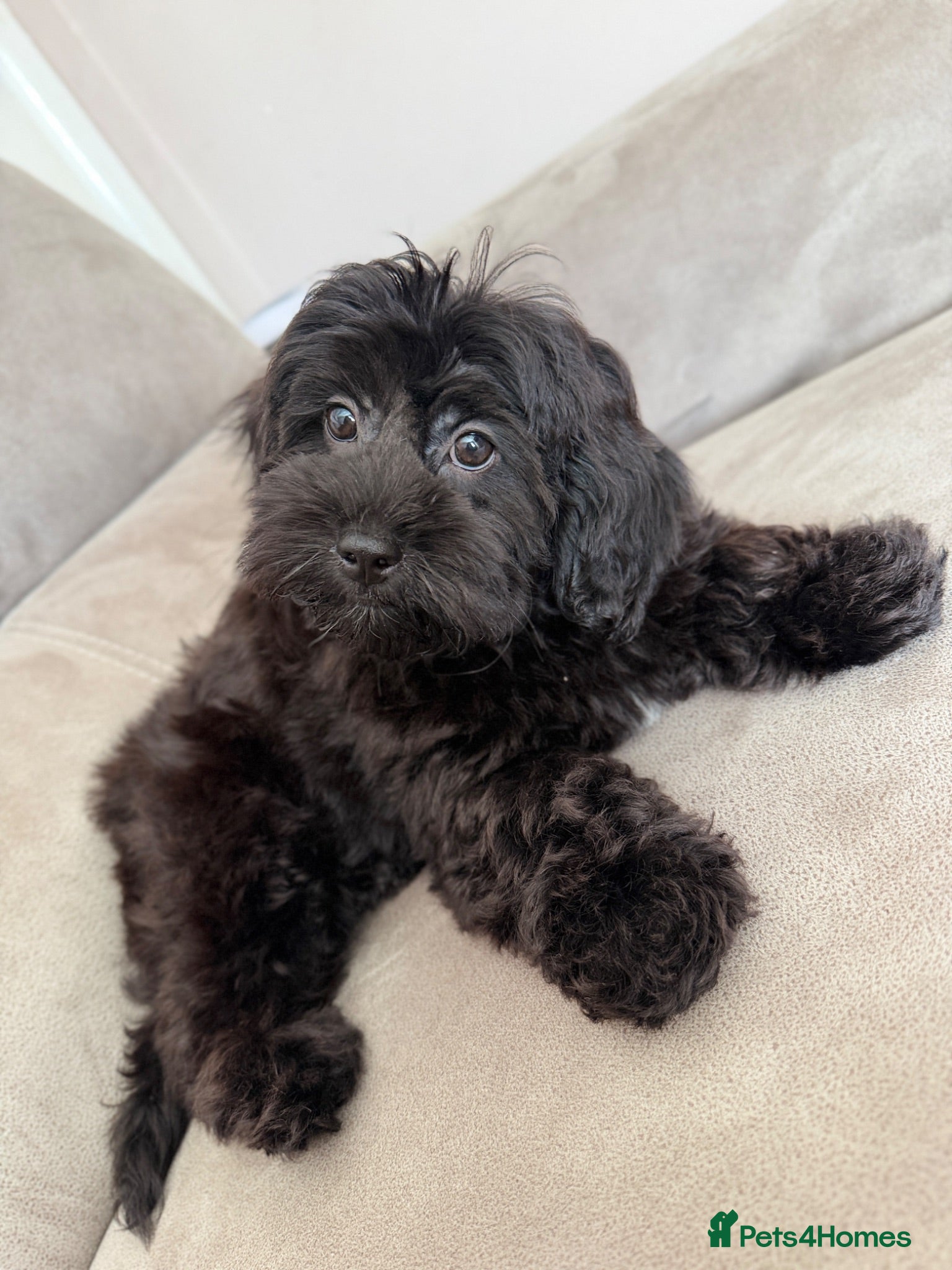 Shihpoo dogs 4 months Shihpoo  - Advert 11