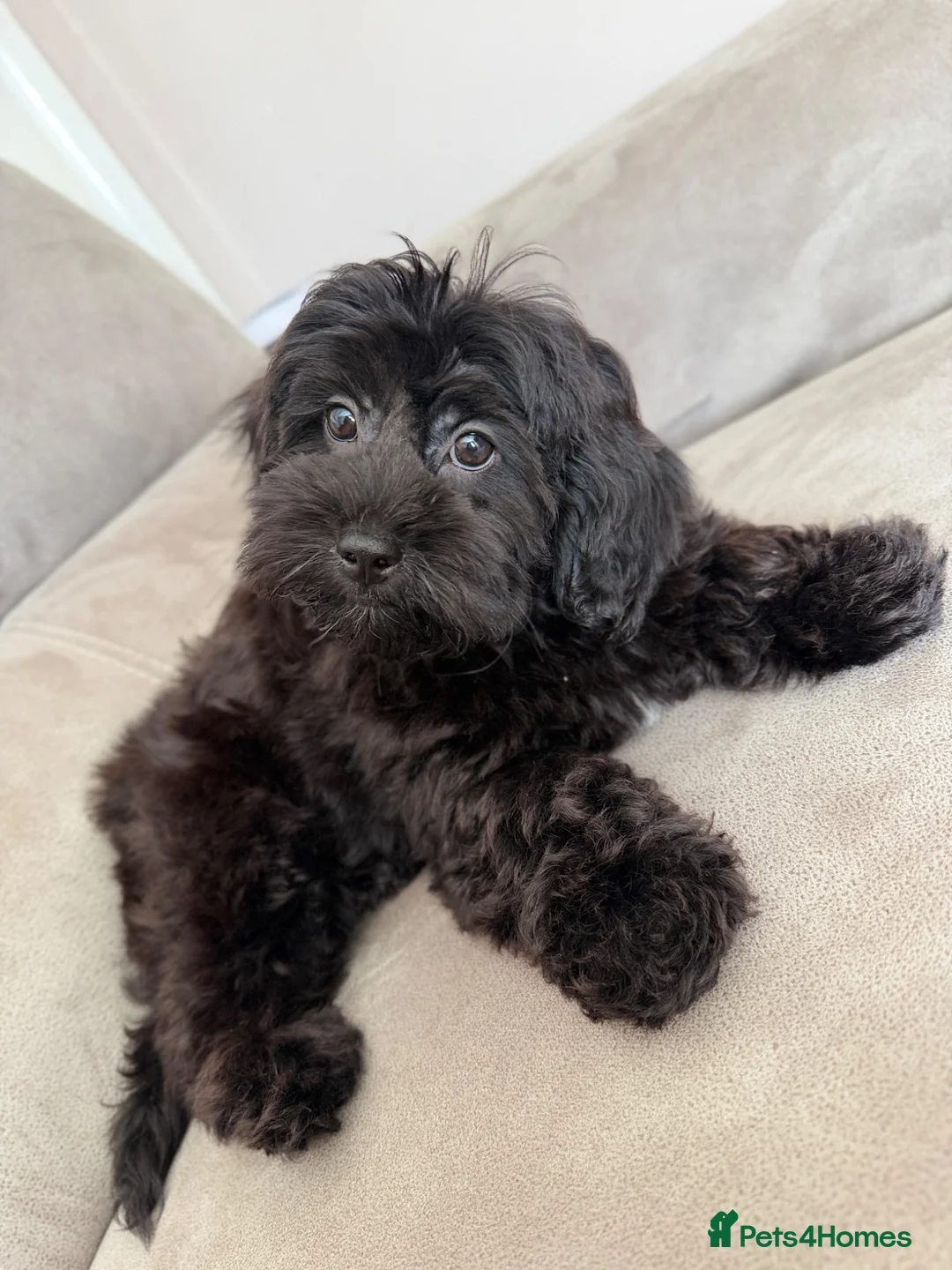 Shihpoo dogs for sale: 4 months Shihpoo  - Advert 1