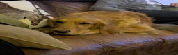 Golden Retriever dogs for sale: KC Golden Retriever Puppies - Advert 24