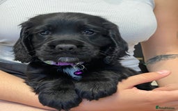 Sprocker dogs for sale: Beautiful Sprocker puppies HEALTH TESTED PARENTS - Image 29