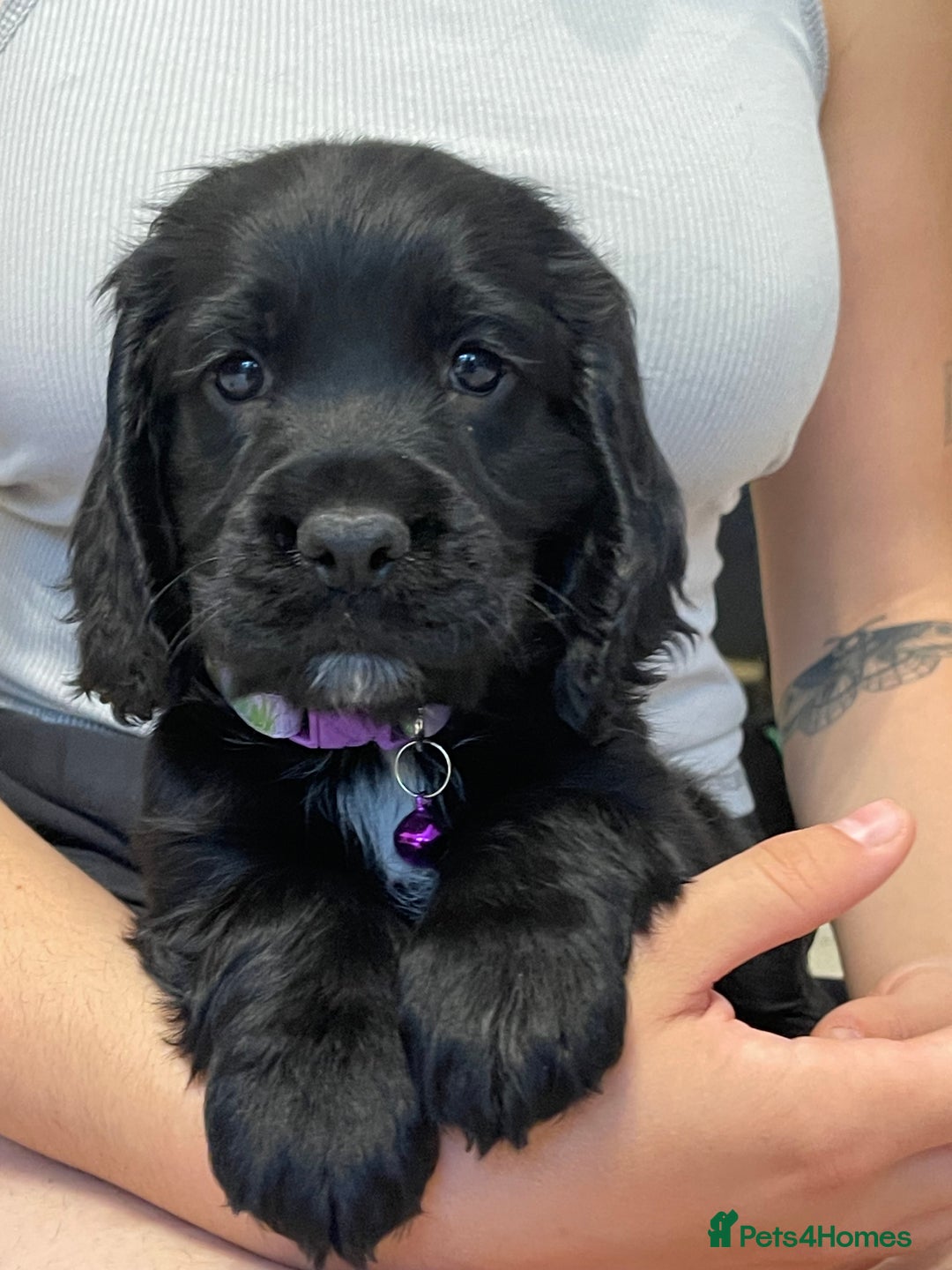 Sprocker dogs for sale: Beautiful Sprocker puppies HEALTH TESTED PARENTS - Image 29