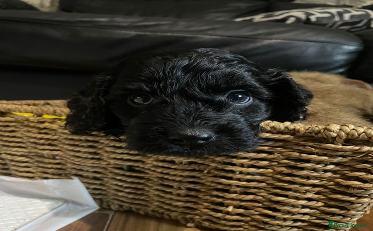 Cockapoo dogs - Advert 9