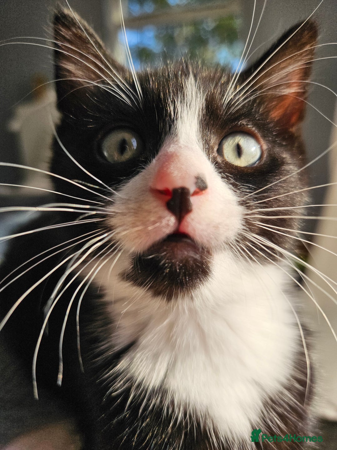 Mixed Breed cats for sale: Kittens Ready For Forever Homes! - Image 3
