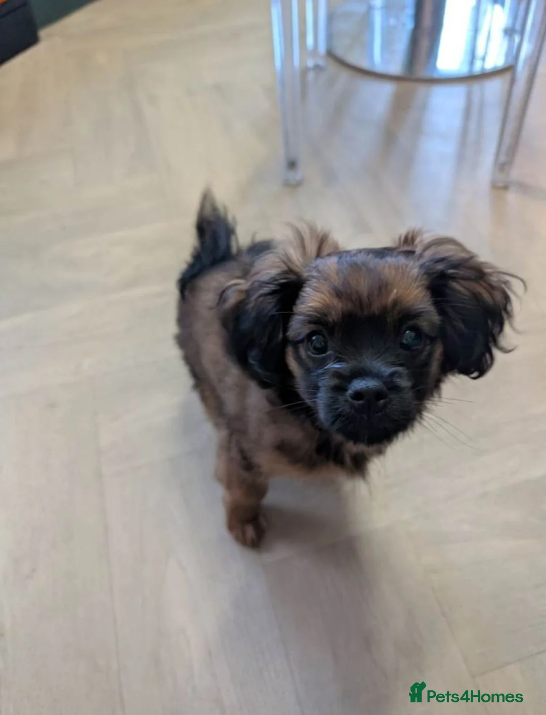 Pomeranian dogs for sale: Adorable Purebred Pomeranian Puppy – 11 Weeks Old in Manchester - Advert 2