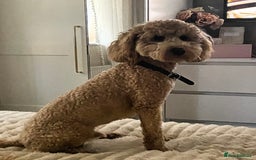 Cockapoo dogs for sale: Teddy Bear Cockapoo Boy- 10 Months Old - Image 3