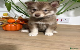 Siberian Husky dogs for sale: Last Female Siberian Husky Puppies - Advert 8