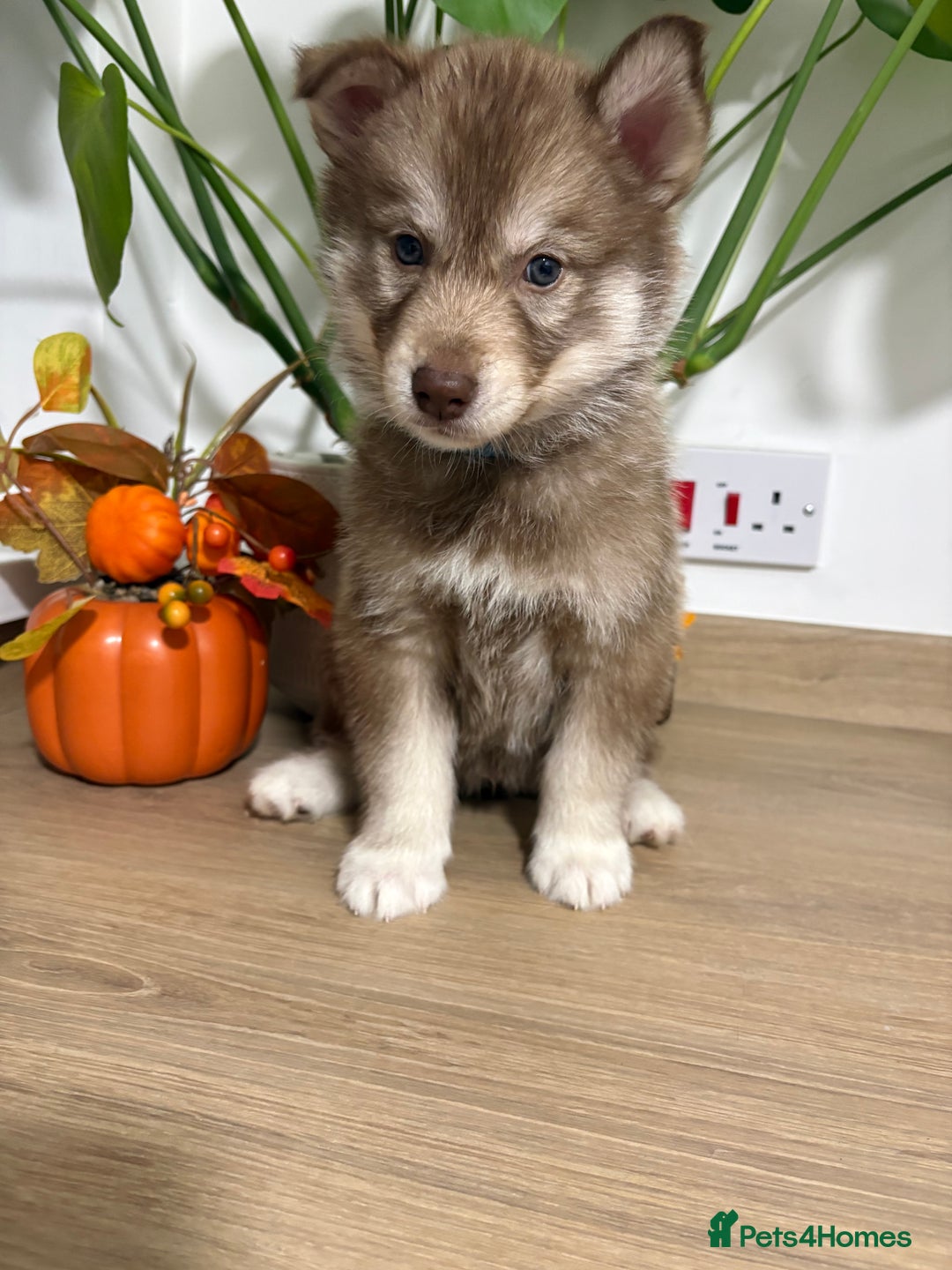 Siberian Husky dogs for sale: Last Female Siberian Husky Puppies - Advert 8