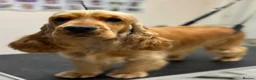Cocker Spaniel dogs for sale: Two years old excellent show stud dog  - Advert 12