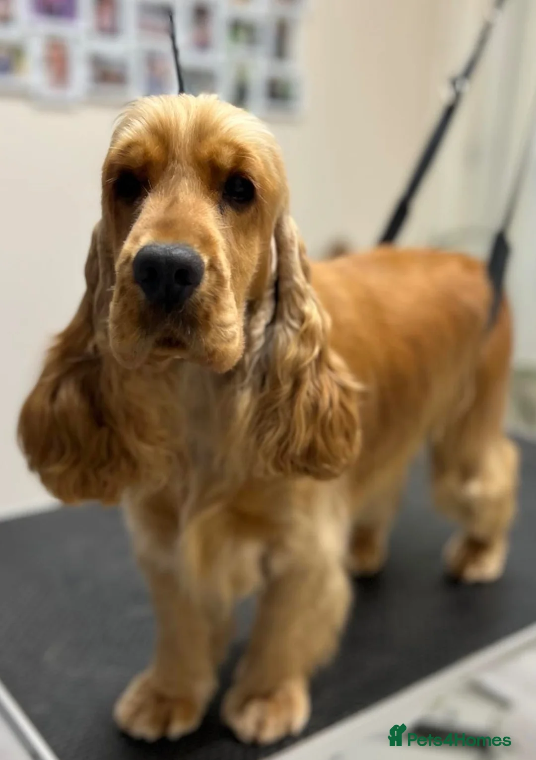 Cocker Spaniel dogs for sale: Two years old excellent show stud dog  - Advert 12