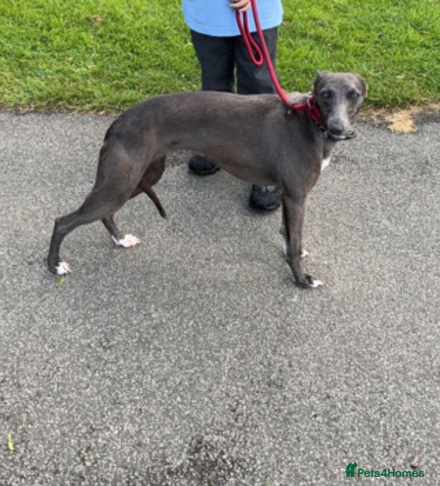 Whippet dogs for sale: beautiful whippets  - Advert 24