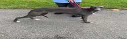 Whippet dogs for sale: beautiful whippets  in Bradford - Advert 1