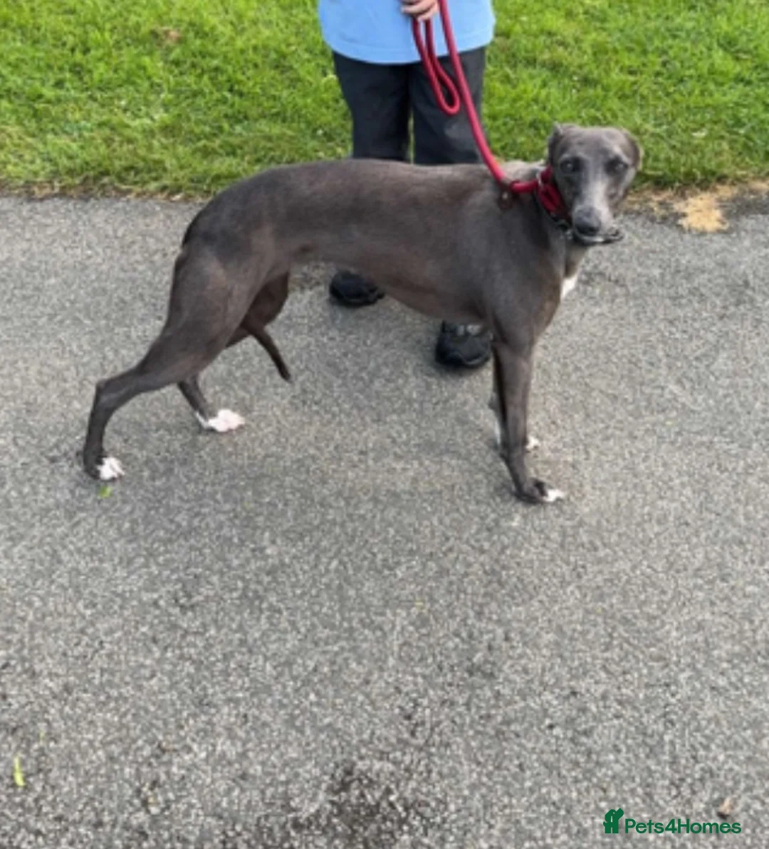 Whippet dogs for sale: beautiful whippets  in Bradford - Advert 1