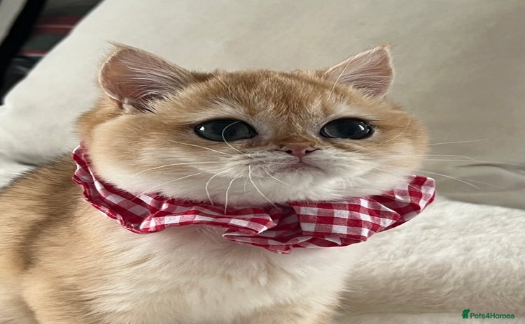 British Shorthair cats 🏆 Golden BRI NY12 Girl European Lines 🏆 - Advert 3