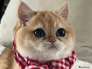 British Shorthair cats 🏆 Golden BRI NY12 Girl European Lines 🏆 - Advert 3