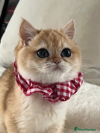 British Shorthair cats 🏆 Golden BRI NY12 Girl European Lines 🏆 - Advert 3