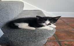 Domestic Shorthair cats for sale: beautiful tabby and black and white kittens - Image 5