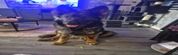 German Shepherd dogs for sale: Beautiful german shepherd puppies for sale  - Advert 29