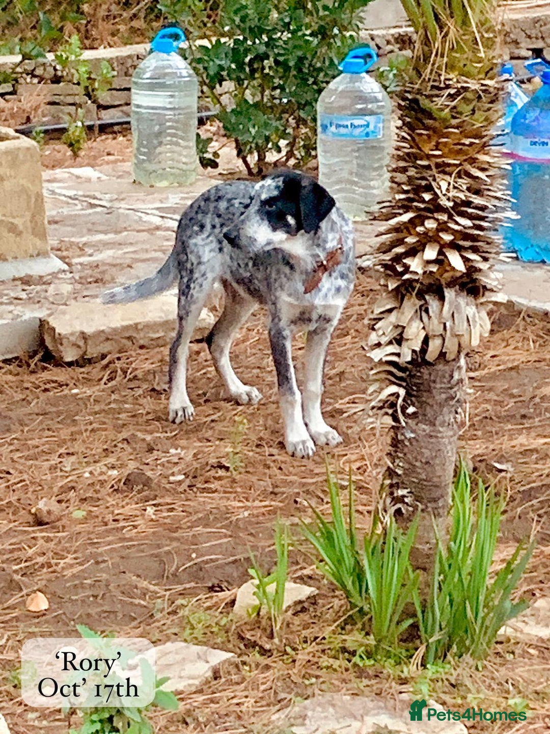 Mixed Breed dogs for adoption: Rory, 6-7 months approx. Available for adoption. - Advert 8