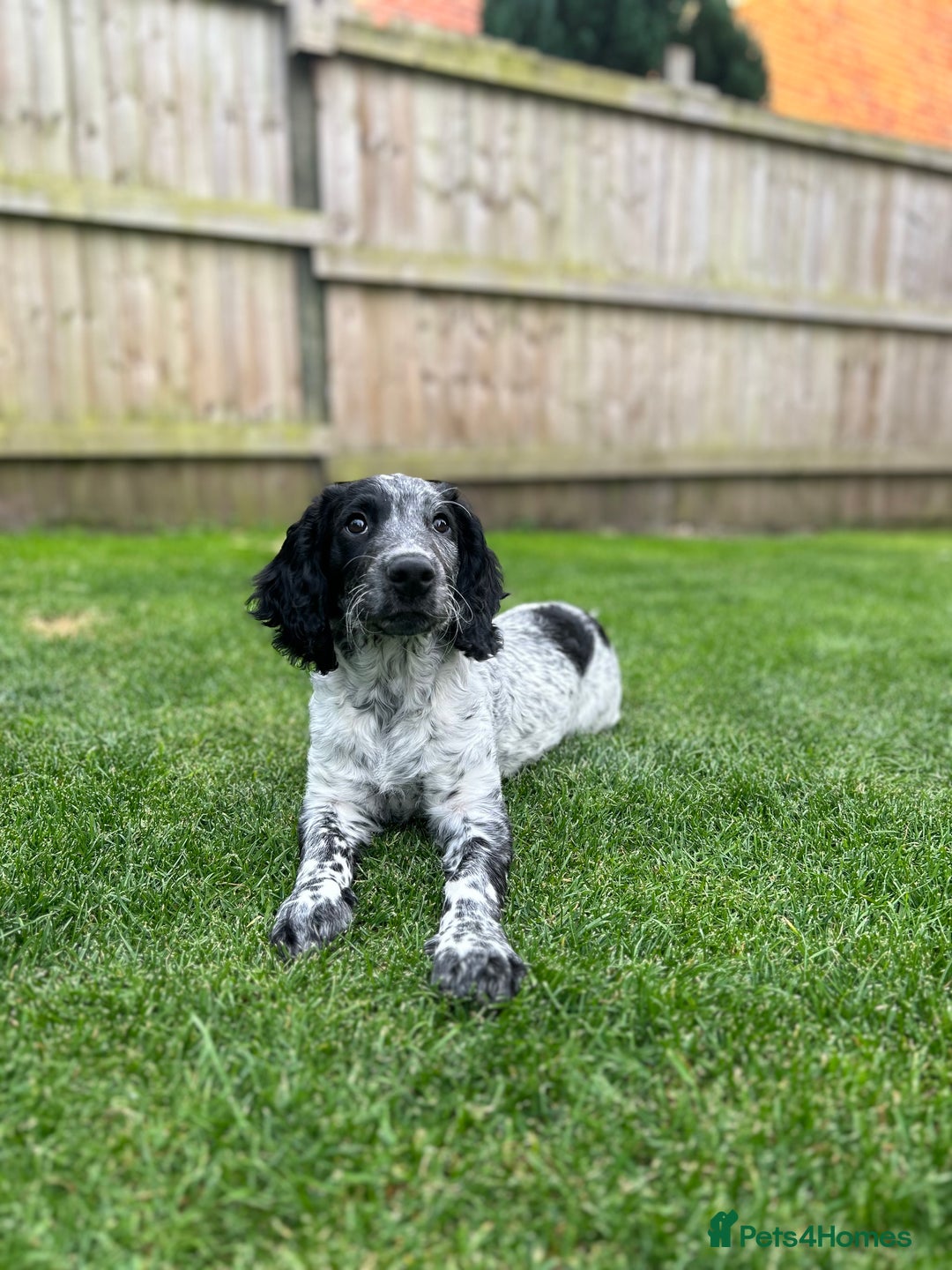 Sprocker dogs for stud: Sprocker Stud Dog - working line, 1 year old - Image 10