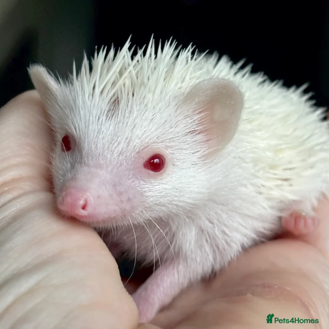 Pygmy Hedgehog rodents for sale: Girl Boy Ethically Bred African Pygmy Hedgehog - Advert 2