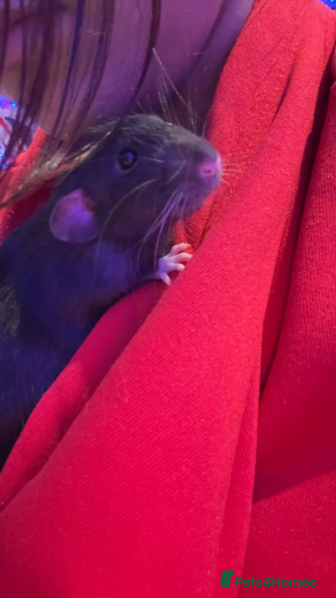 Rat rodents for sale: 3 male grey rats for sale in Gillingham - Advert 2