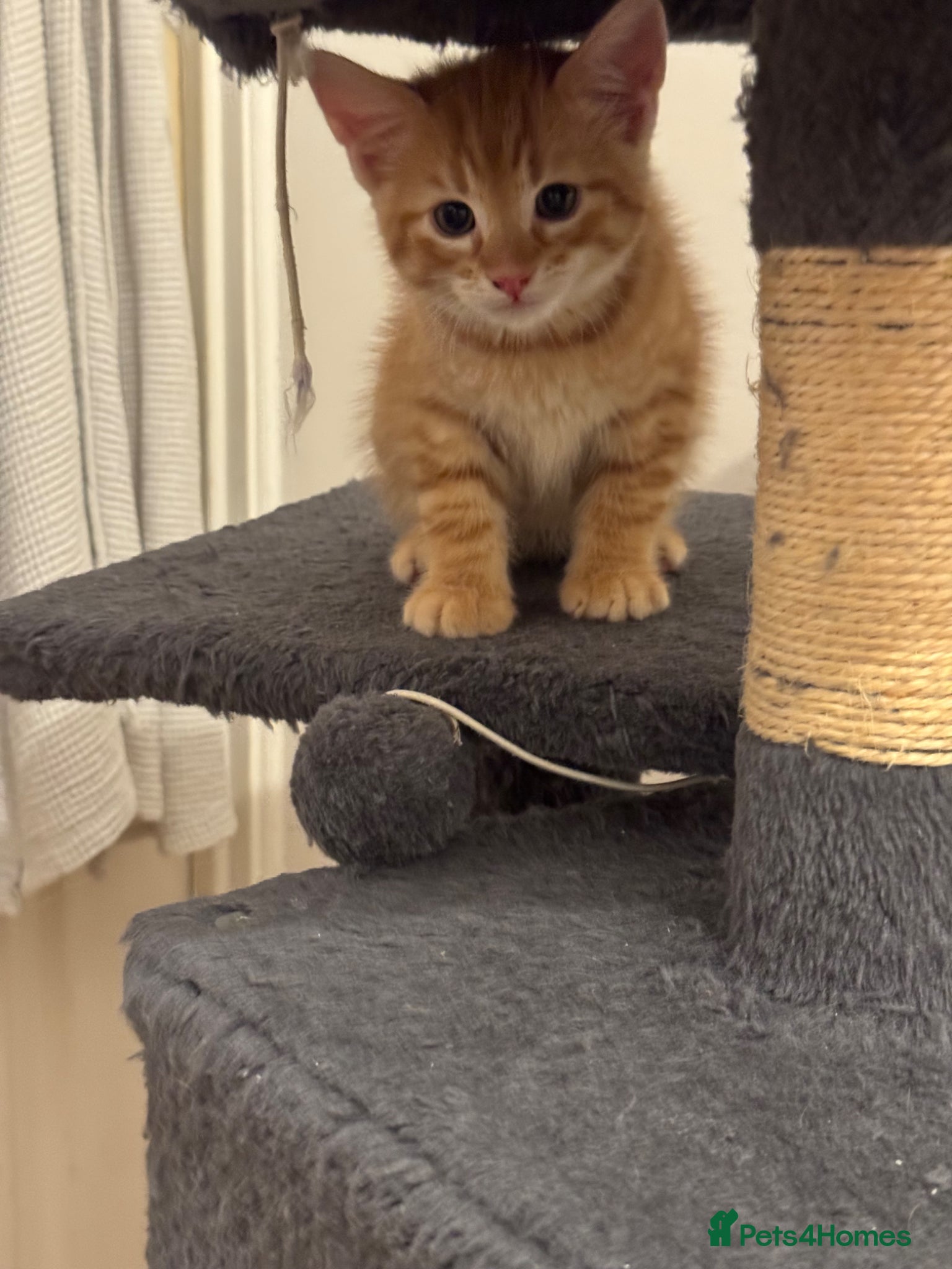 American Shorthair cats for sale: Ready To Leave Today please read full advert pleas - Advert 20