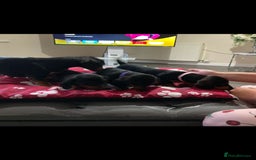 Dachshund dogs for sale: Miniature Sausage Dog Pups READY TO GO Dachshund  - Image 20