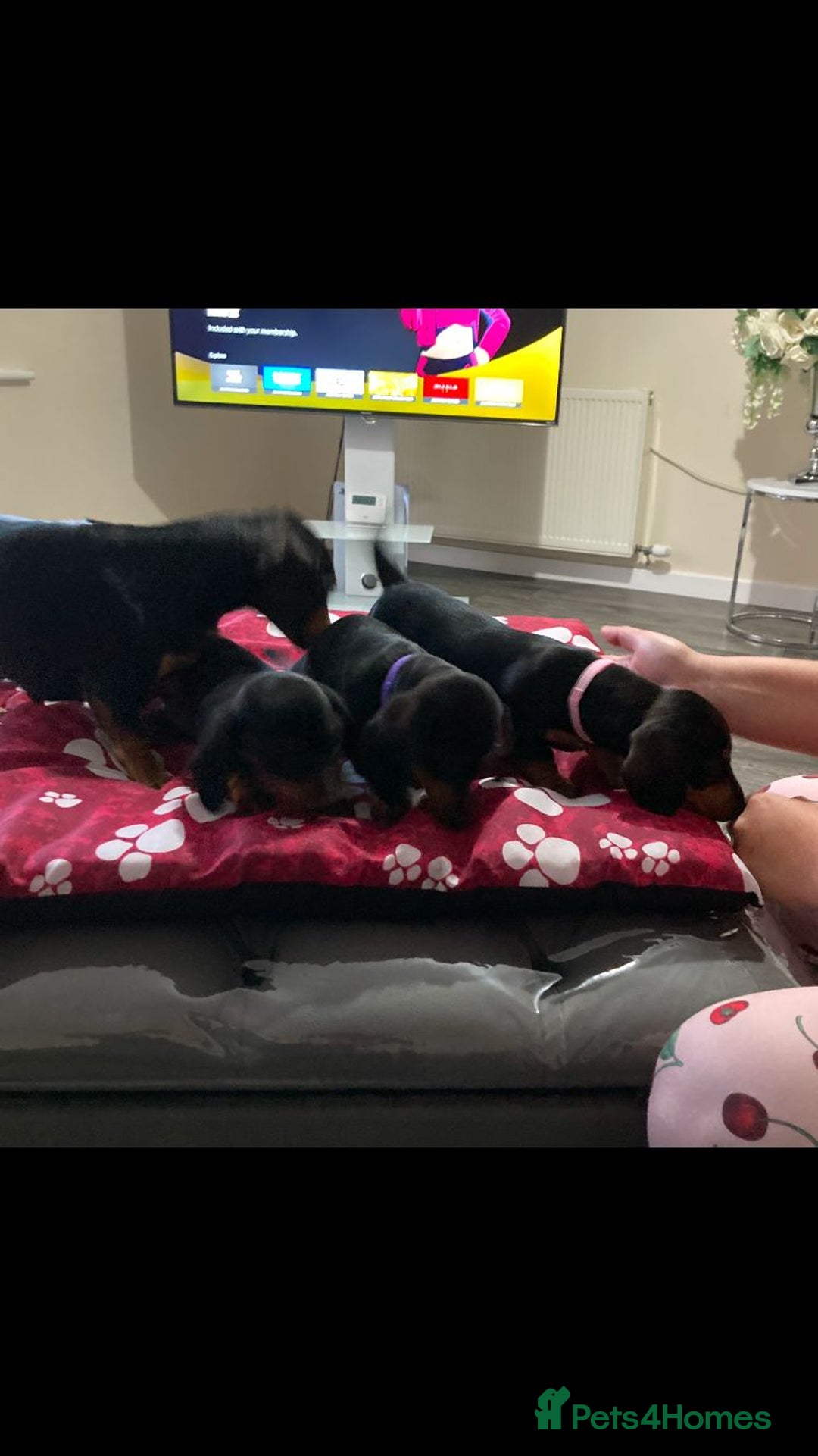 Dachshund dogs for sale: Miniature Sausage Dog Pups READY TO GO Dachshund  - Image 20