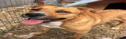 Mixed Breed dogs for adoption: Zelda  in Birmingham - Advert 7