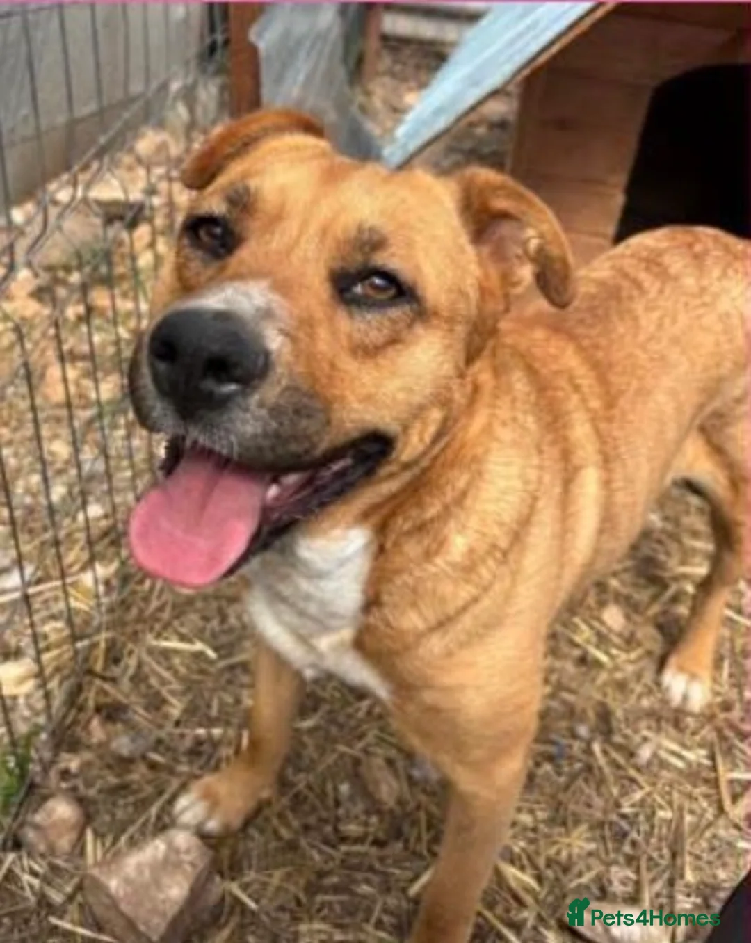 Mixed Breed dogs for adoption: Zelda  in Birmingham - Advert 7