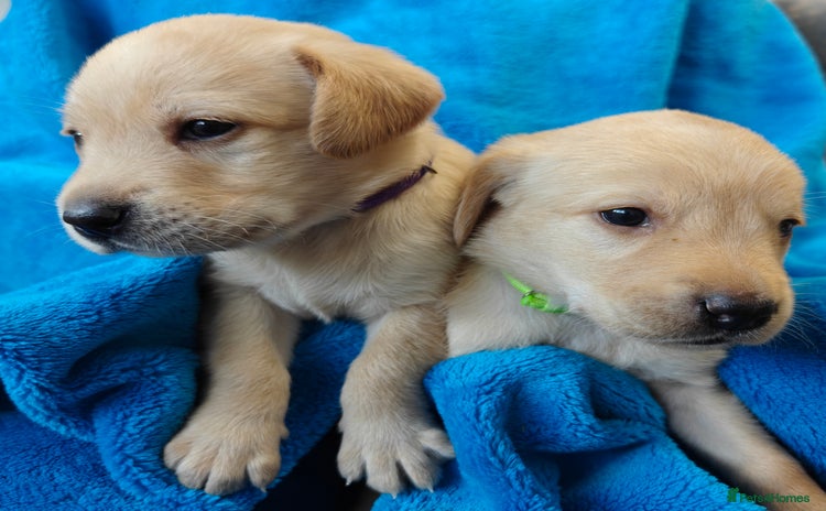 Labrador Retriever dogs - Advert 1