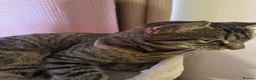 Toybob cats for sale: Beautiful & Loving 1-Year-Old Female Cat  in Uxbridge - Advert 3