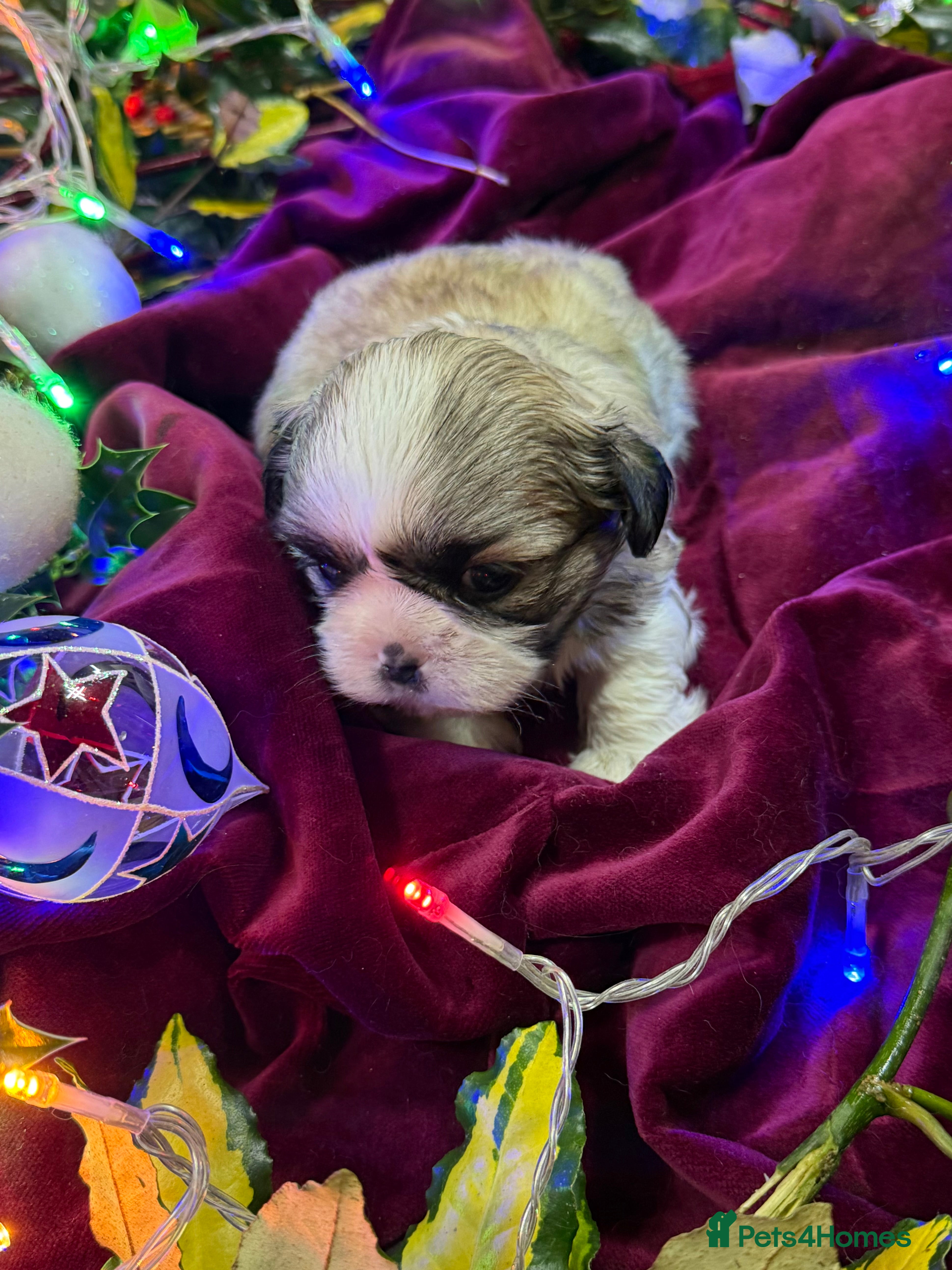 Shih Tzu dogs Super cute Shih tzu pups - Advert 2