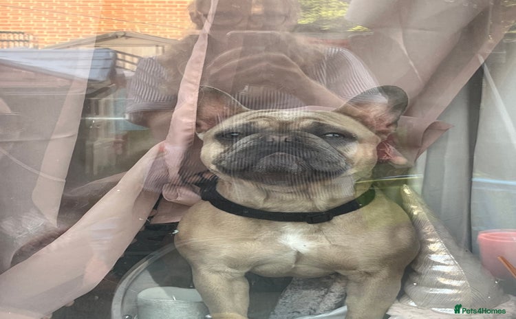 French Bulldog dogs - Advert 1