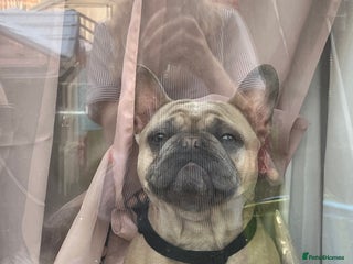 French Bulldog dogs - Advert 18