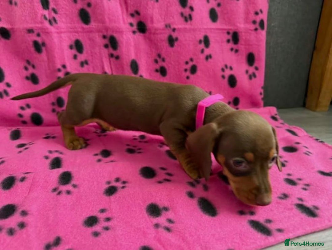 Miniature Dachshund dogs for sale: STUNNING MINIATURE DACHSHUND PUPPIES - Image 7
