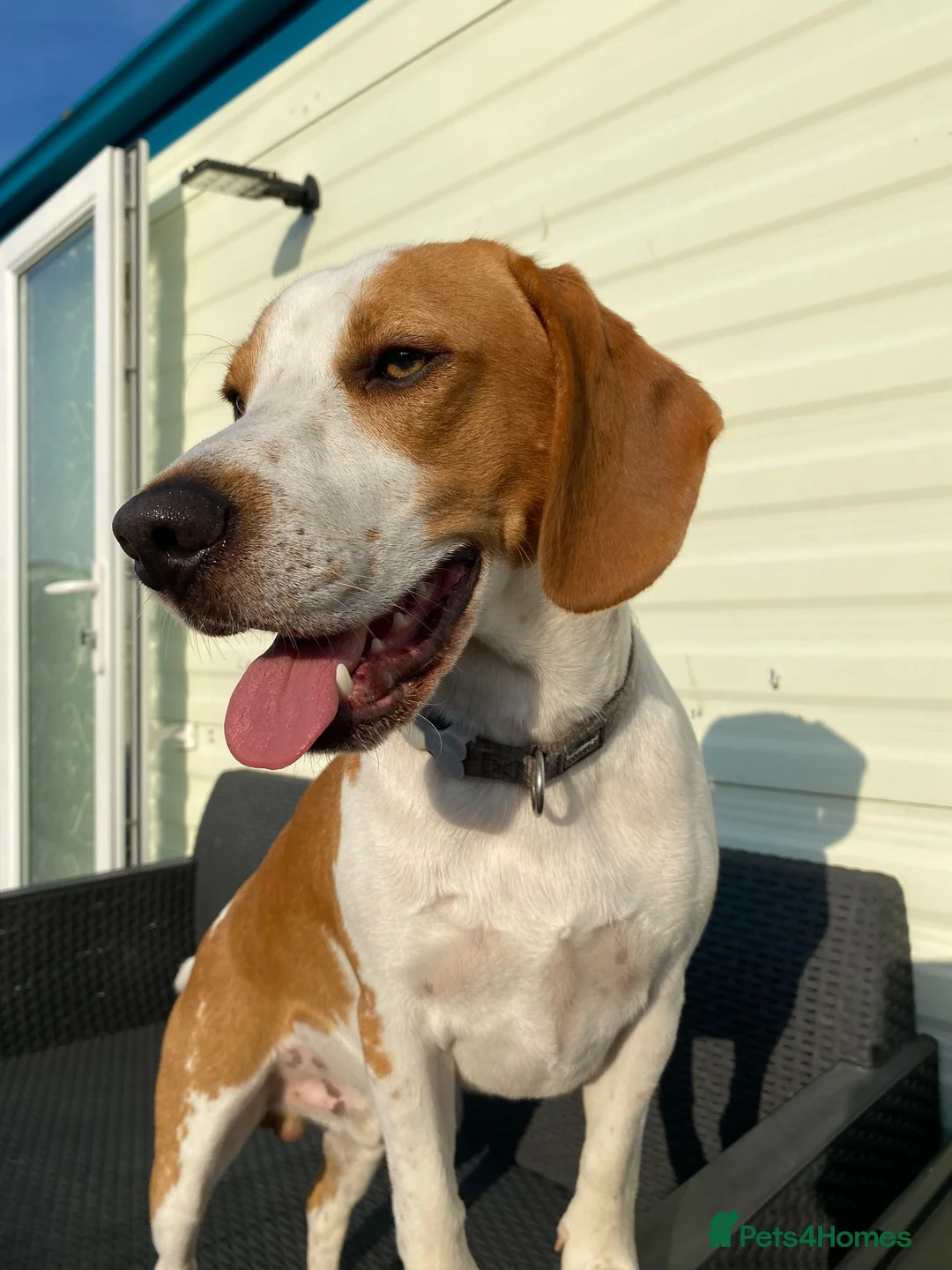 Beagle dogs for stud: Beautiful Beagle for stud - Advert 6