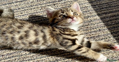 Mixed Breed cats - Advert 7