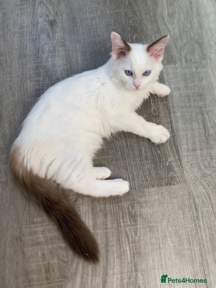 Ragdoll cats ❤️1 Girl Left!!TICA Registered Ragdolls available - Advert 13