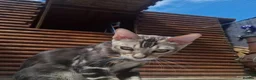 Bengal cats for sale: Stunning and sweet  bengal kittens - Advert 2