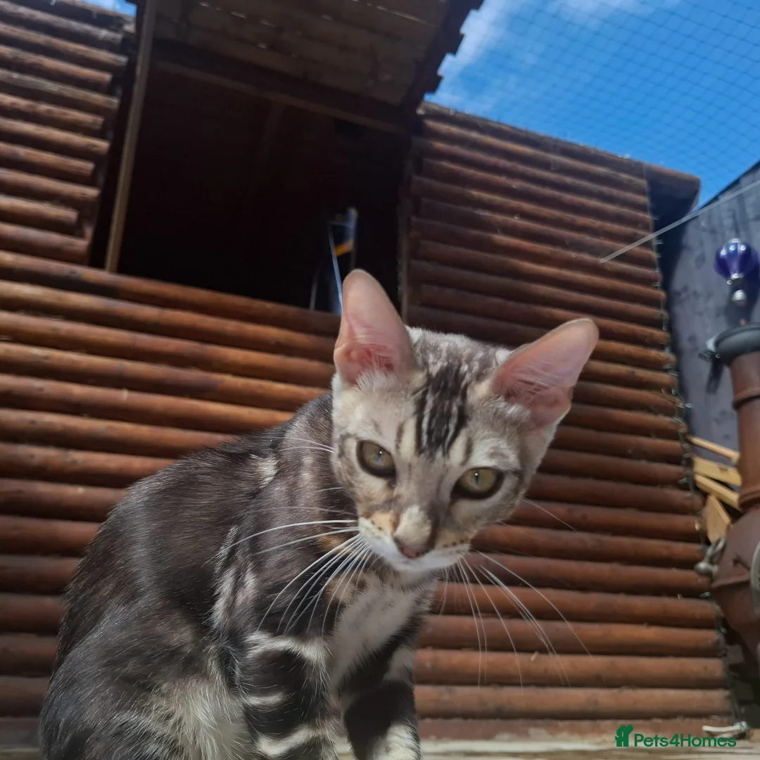 Bengal cats for sale: Stunning and sweet  bengal kittens - Advert 2