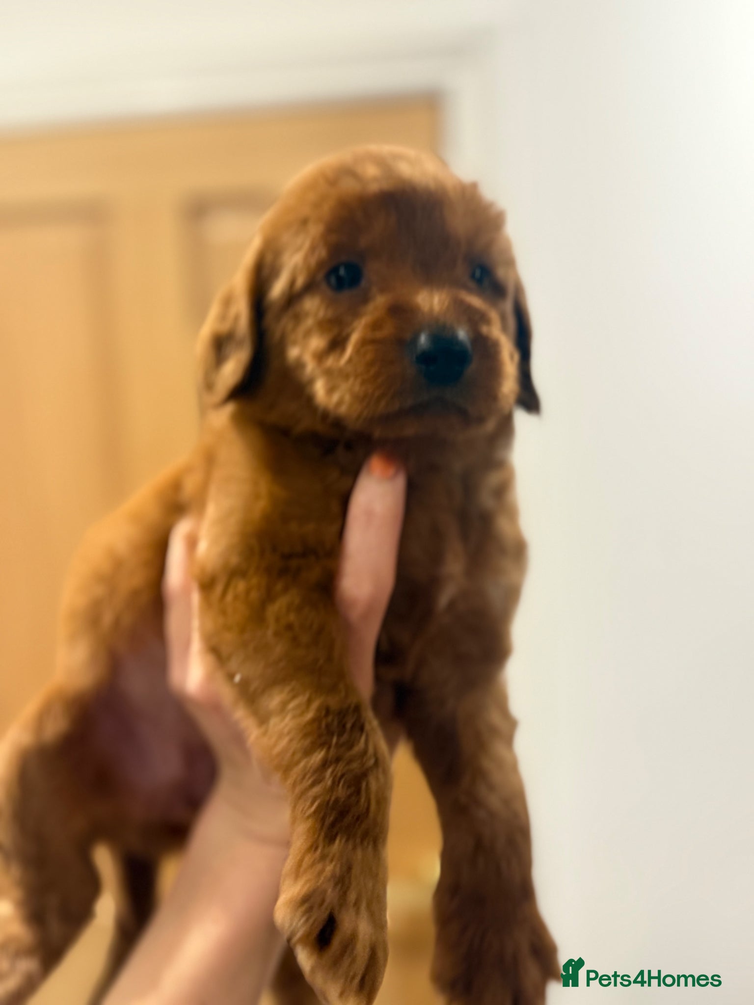Labradoodle dogs Mini labradoodle excessively health tested. F1  - Advert 5