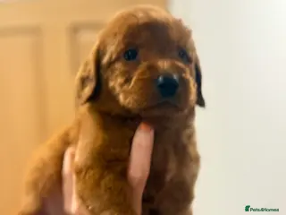 Labradoodle dogs Mini labradoodle excessively health tested. F1 - Advert 5