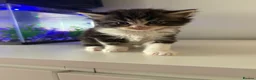 Maine Coon cats for sale: Maine coon kittens  in Winsford - Advert 5