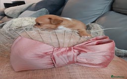 Chihuahua dogs for sale: Chihuhua pups - Image 6