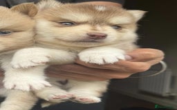 Pomsky dogs for sale: Stunning F4 Pomskies - Image 19