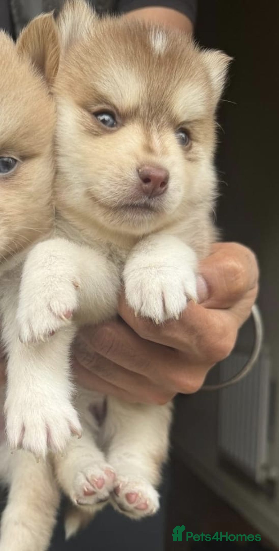 Pomsky dogs for sale: Stunning F4 Pomskies - Image 19