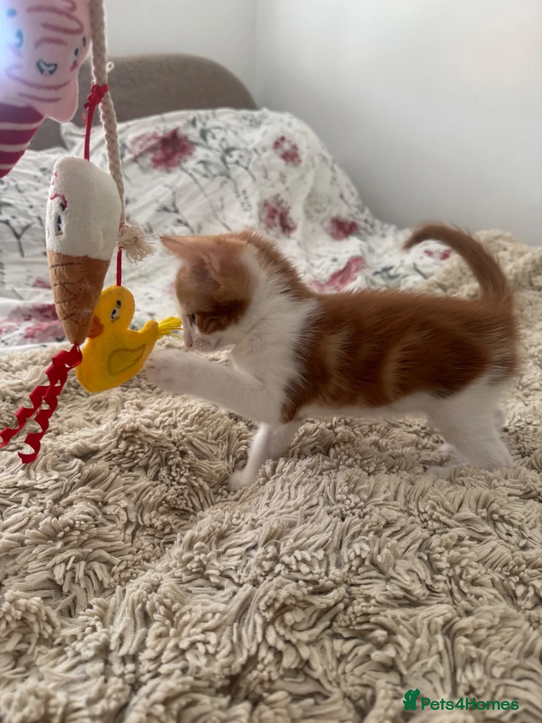 Mixed Breed cats for sale: Ready now Adorable Baby Kittens - Advert 6